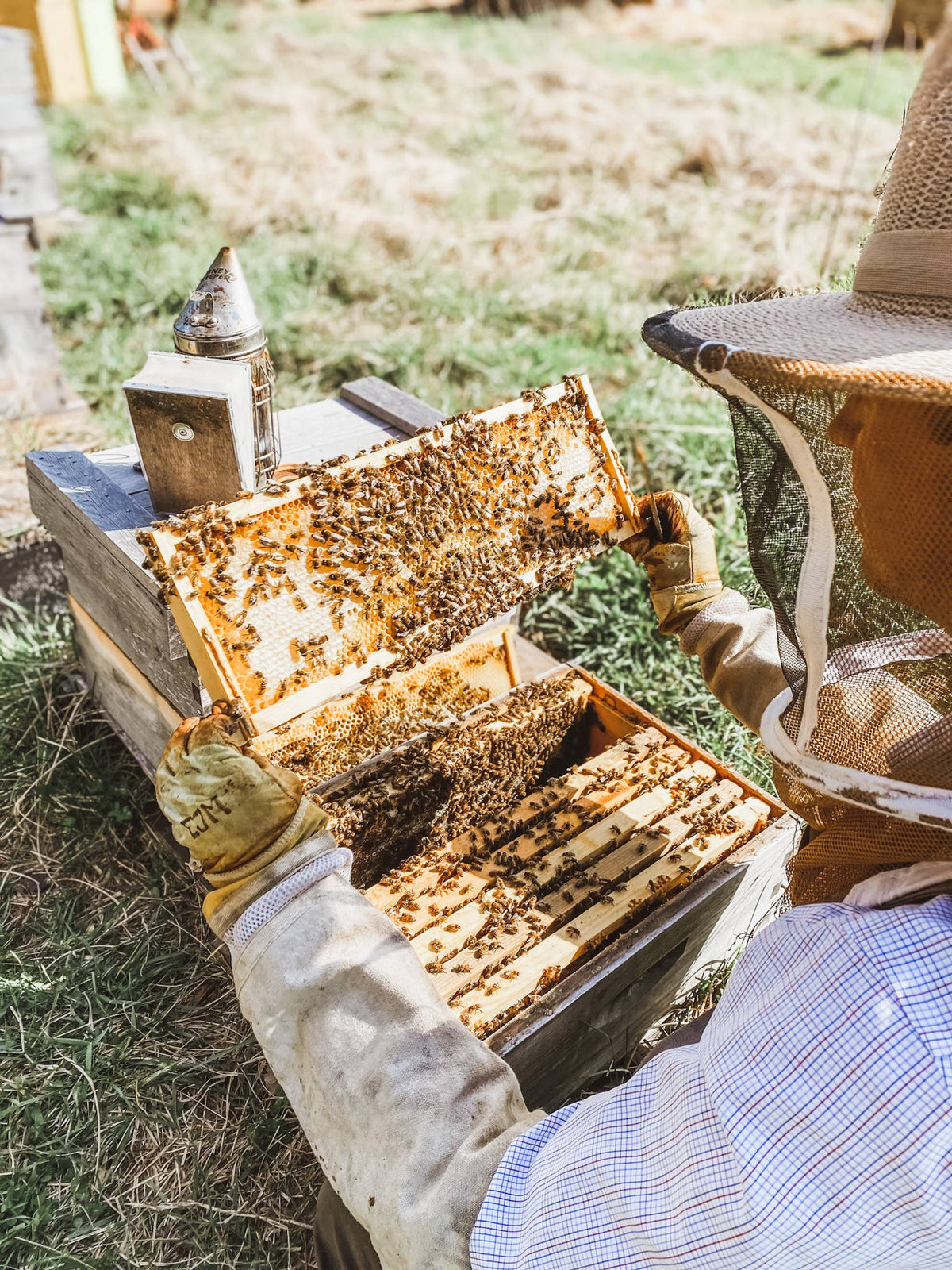 Messner Bee Farm - Paw Balm - Treats "Ruff" Paws - Handmade with Beeswax