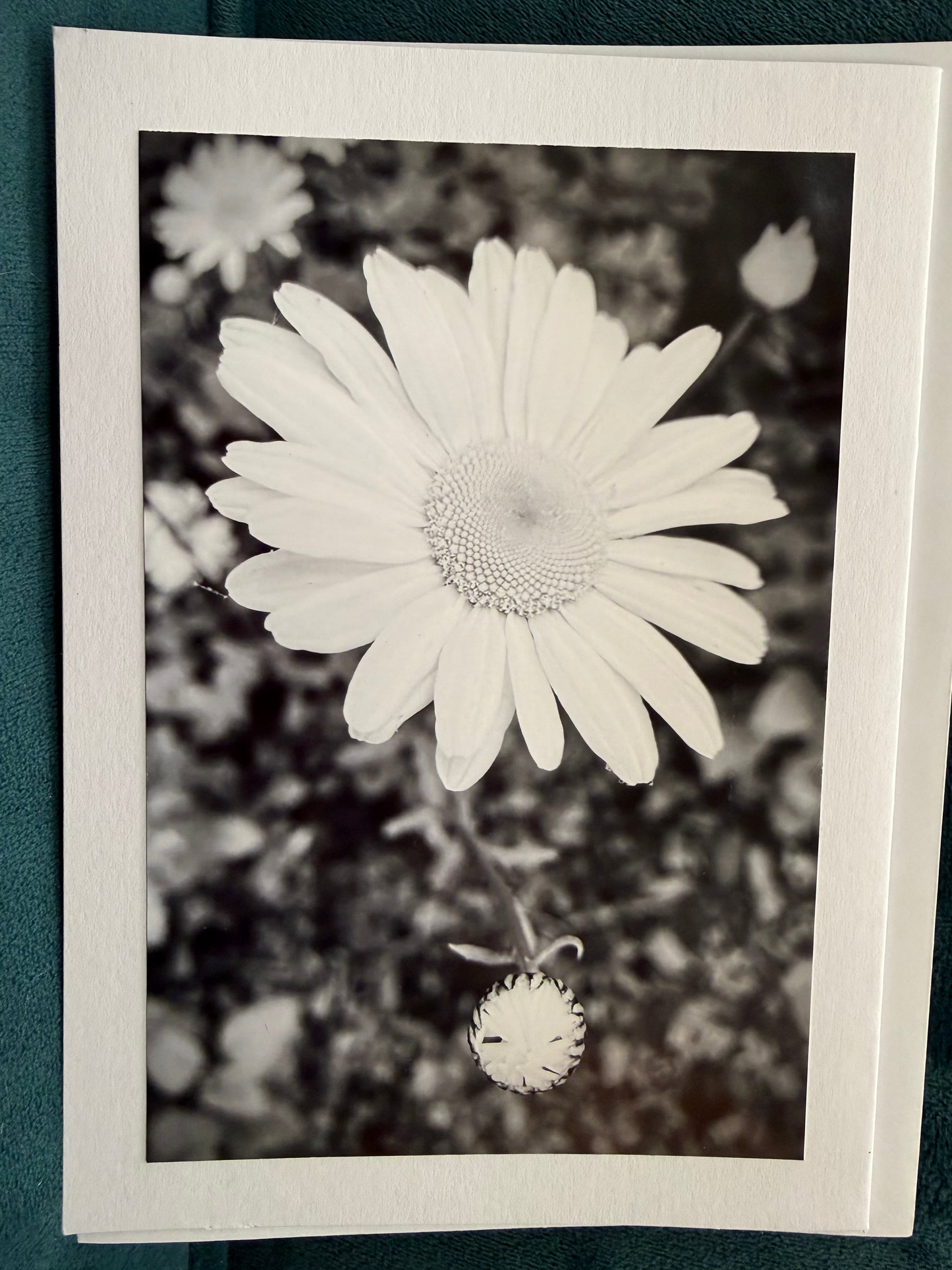 Black and white flower card