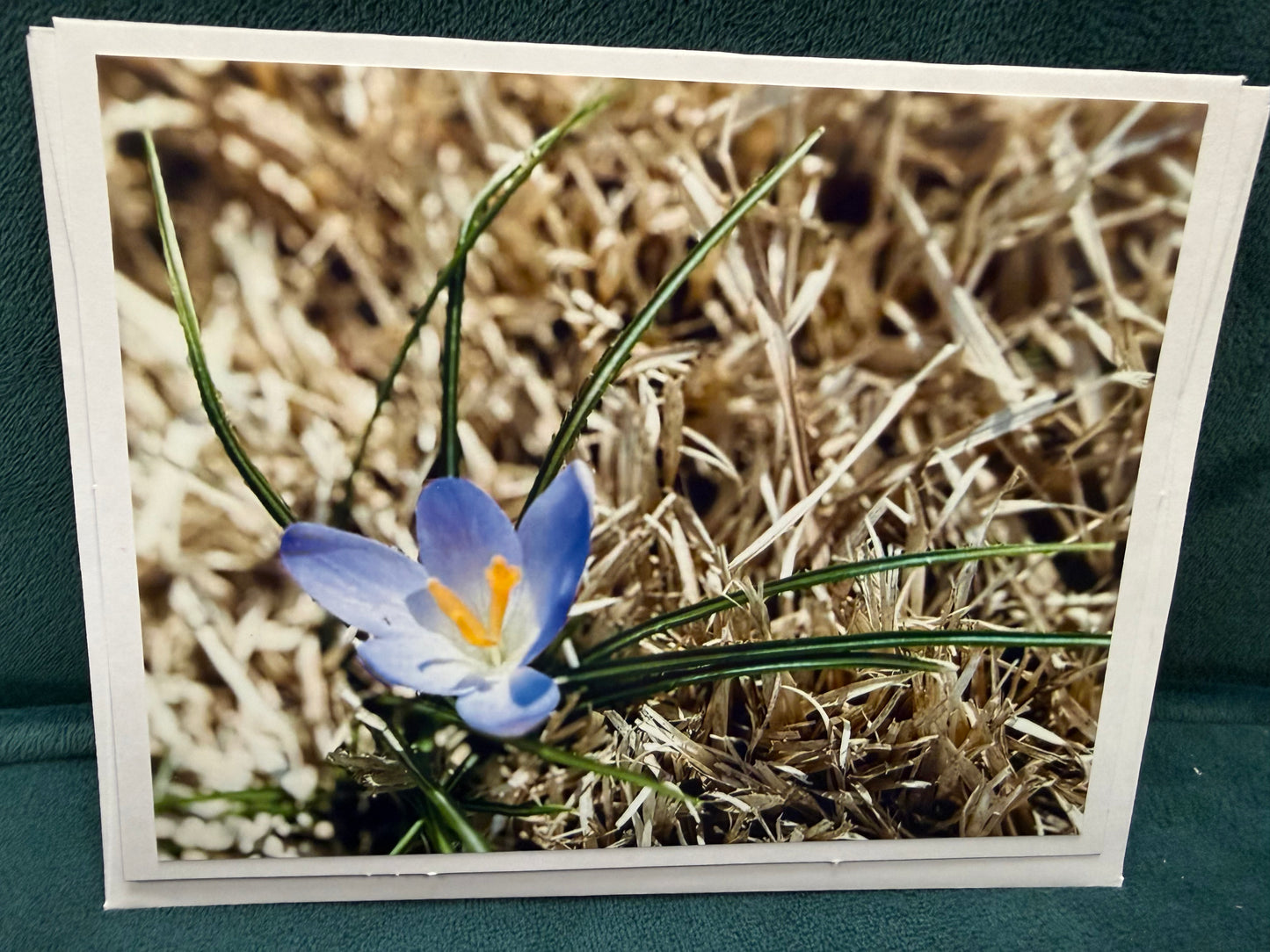 Cards: Flower Card Set of 4