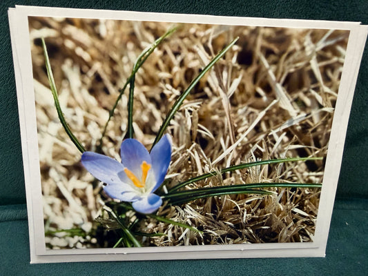 Cards: Flower Card Set of 4
